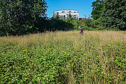 dichter Brennessel- und Brombeerbestand