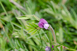 Platterbsen-Wicke