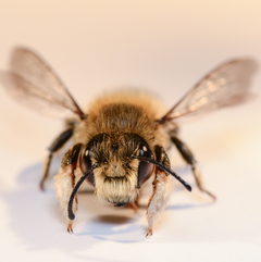 Megachile willughbiella