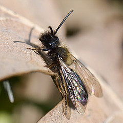 Andrena bicolor Männchen am Sonnenbaden