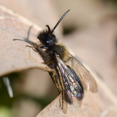 Andrena bicolor Männchen am Sonnenbaden