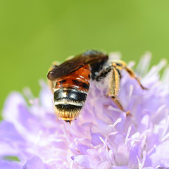 Andrena hattorfiana Rückansicht