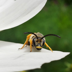 Halictus scabiosae Männchen II