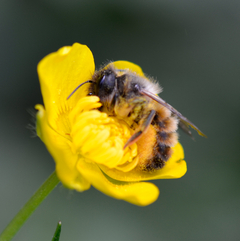 Osmia bicornis Weibchen Ranunculus