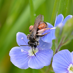Andrena labiata Weibchen Ehrenpreis