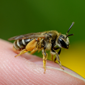 Andrena Andrena