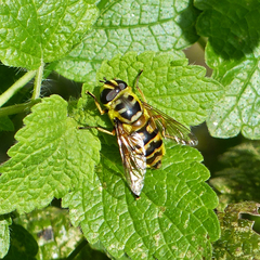 Myathropa florea Blatt Myathropa florea Blatt