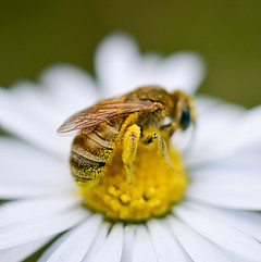 Halictus subauratus II