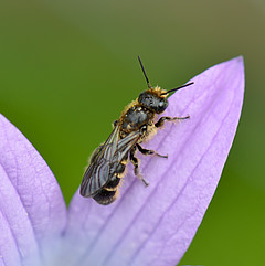 Chelostoma rapunculi male i