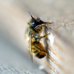 Osmia bicornis Weibchen Nisthilfe