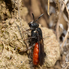 Sphecodes albilabris Sphecodes albilabris