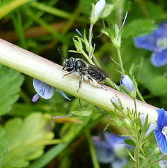 Andrena viridescens Ehrenpreis