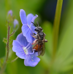 Andrena labiata Weibchen Ehrenpreis 2