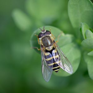 Insekten