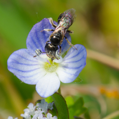 Lasioglossum in Hagsfeld