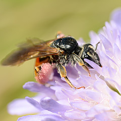 Andrena hattorfiana seitlich