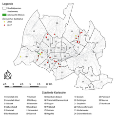 Verbreitungskarte Episyrphus balteatus