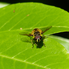 Myathropa florea Myathropa florea