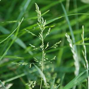 Poa
