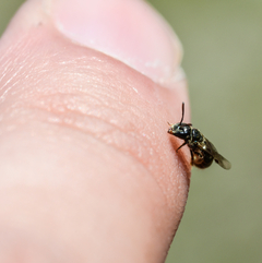 Lasioglossum politum Finger