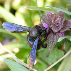 Xylocopa violacea Lamium II