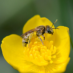 Halictus subauratus III