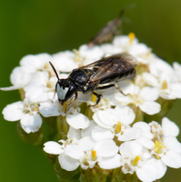 Hylaeus