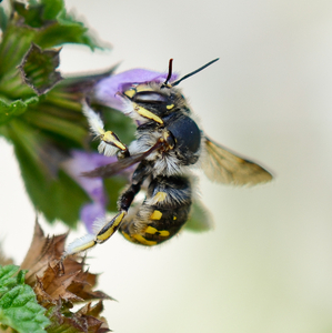 Anthidium