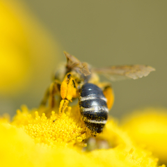 Andrena flavipes ausgeblichen