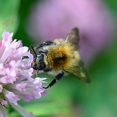 Bombus pascuorum w