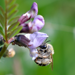 Eucera nigrescens Weibchen II