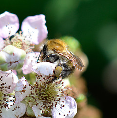 Bombus pascuorum w Rubus