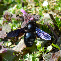 Xylocopa