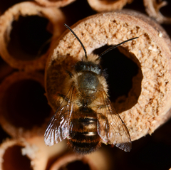 Osmia bicornis männchen Nisthilfe