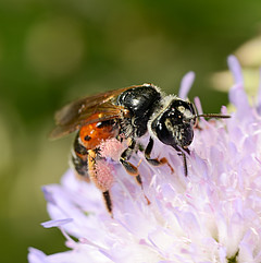 Andrena hattorfiana