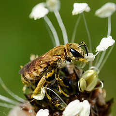 Halictus subauratus