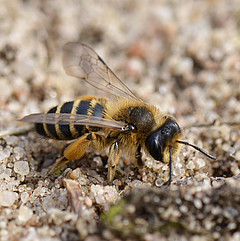 Andrena flavipes Weibchen