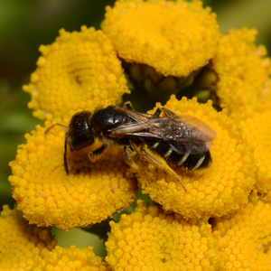 Halictus Halictus