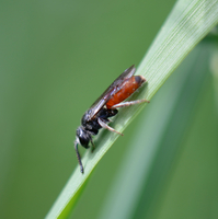 Sphecodes