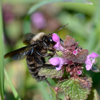violacea