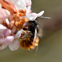 Osmia