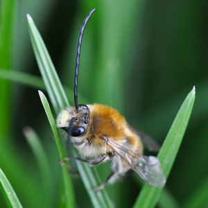 Eucera Eucera