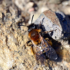 Andrena bicolor Weibchen
