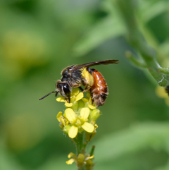 Andrena labiata Weibchen Wegwarte