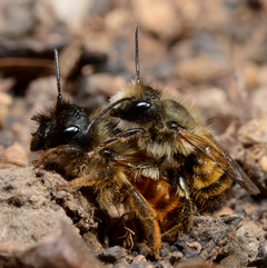 Osmia bicornis Paarung