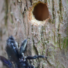 Xylocpa Nest