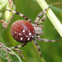 Araneus