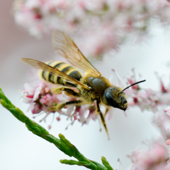 Halictus scabiosae Weibchen I