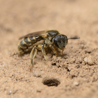 Lasioglossum