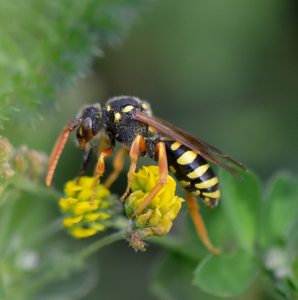 Nomada Nomada